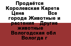 Продаётся!     Королевская Карета › Цена ­ 300 000 - Все города Животные и растения » Другие животные   . Вологодская обл.,Вологда г.